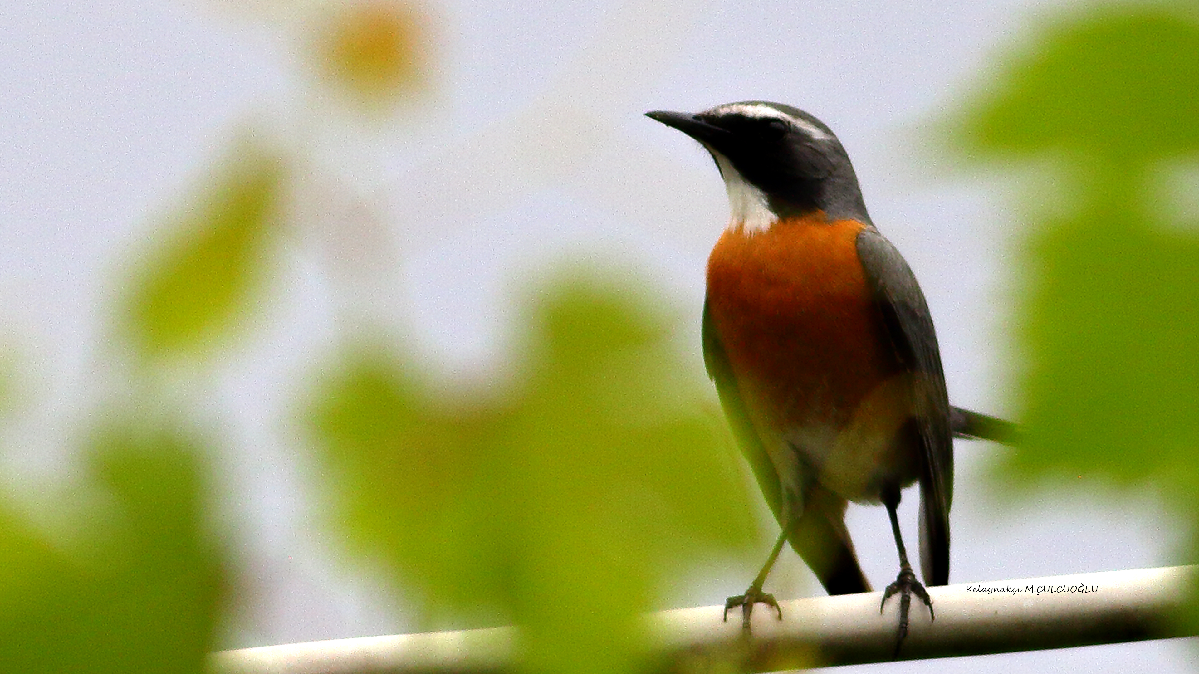 White-throated Robin